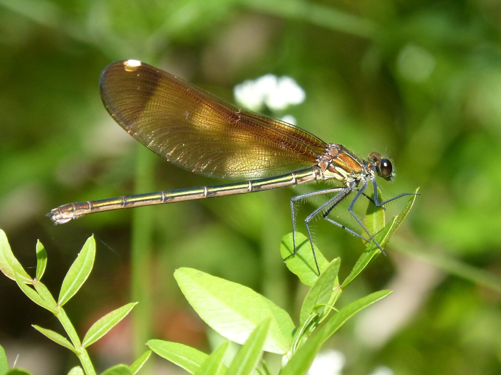 Panasonic DMC-FZ62 sample photo. Libella, black dragonfly, calopteryx photography