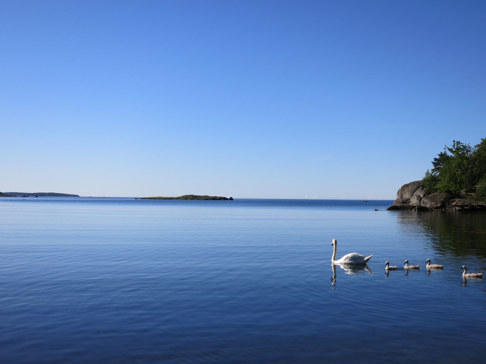 Canon PowerShot S110 sample photo. Swans, sea, blue photography