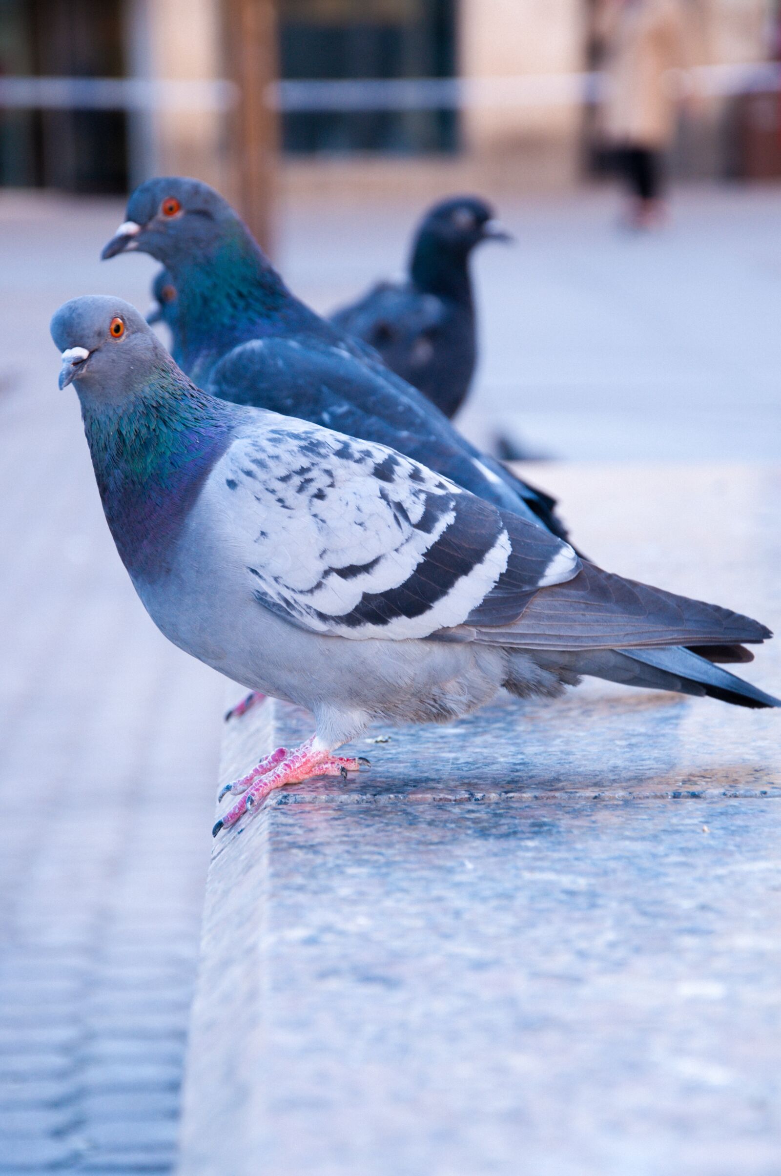 Nikon D90 sample photo. Pigeon, city, bird photography