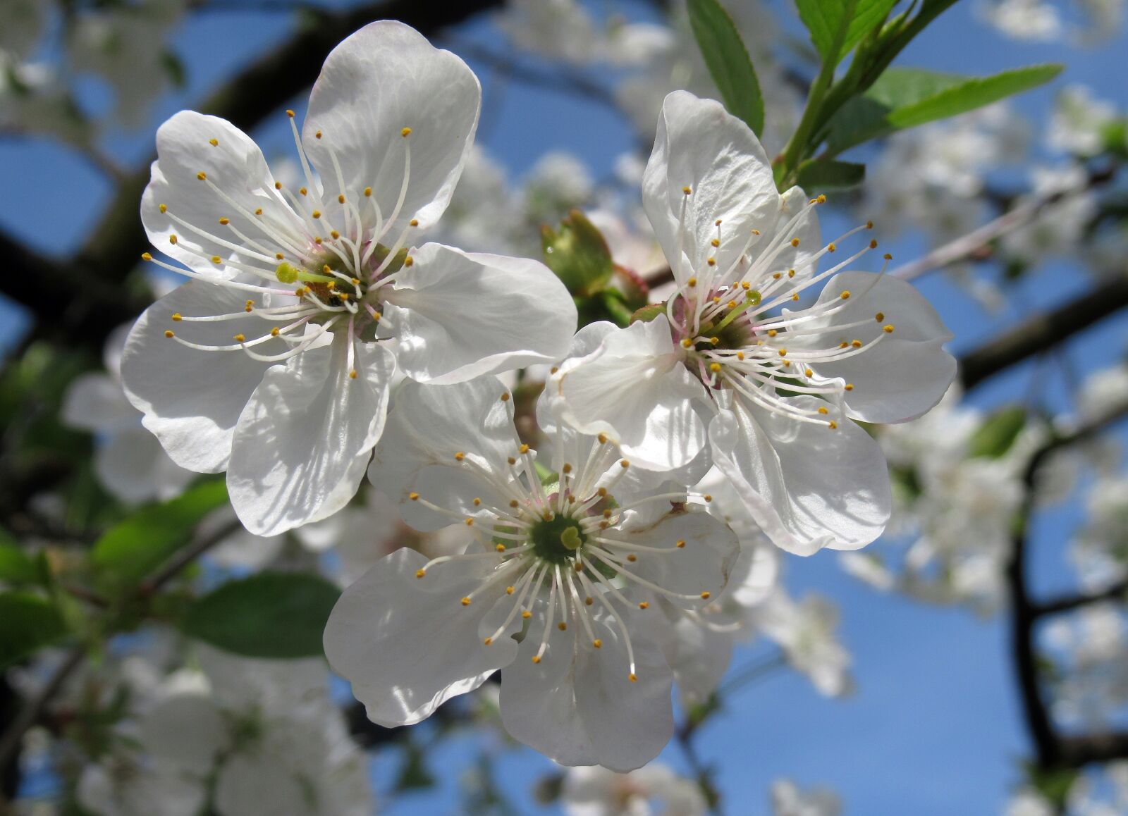 Canon PowerShot SX620 HS sample photo. Flower, cherry, wood photography