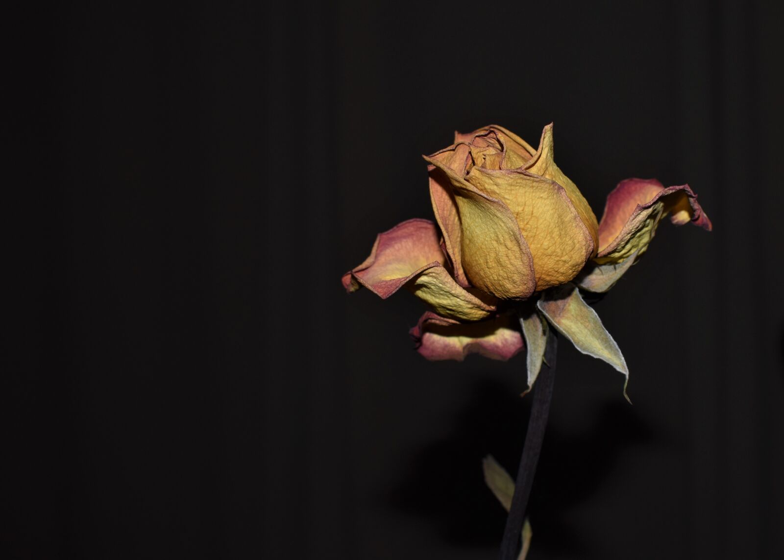 Nikon D3500 sample photo. Rose, flower, dried photography