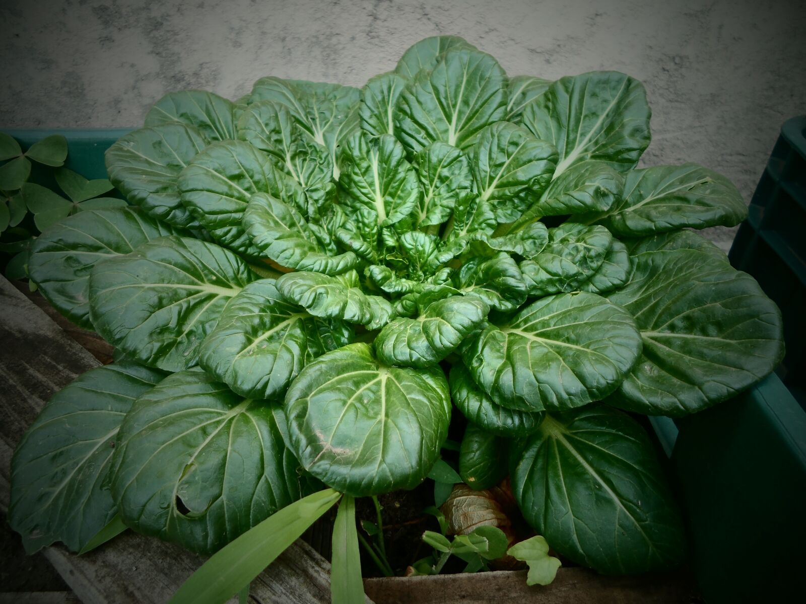 Samsung DV300 / DV300F / DV305F sample photo. Orchard, spinach, ecological photography