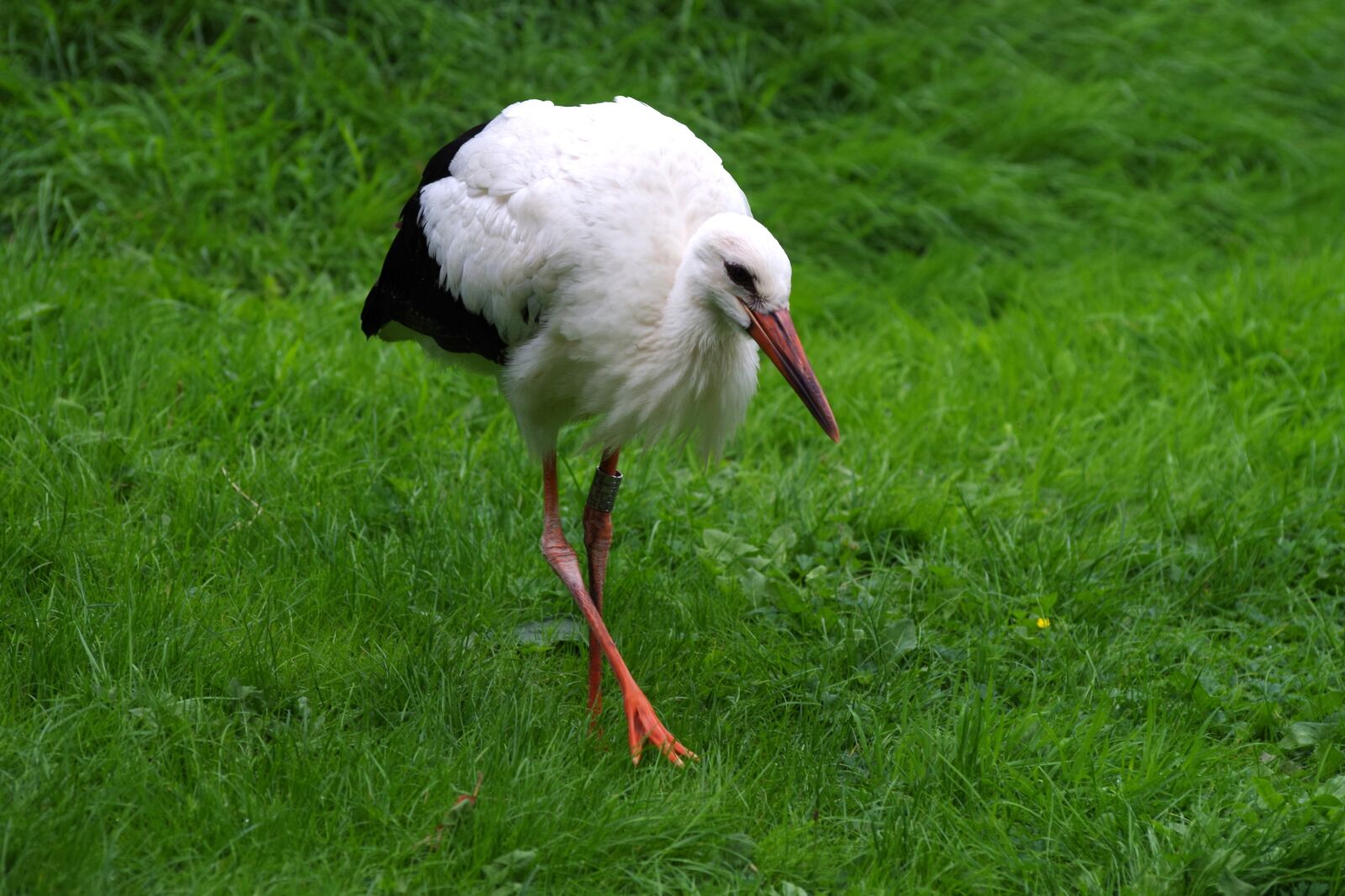Pentax K-30 sample photo. Stork, meadow, foraging photography
