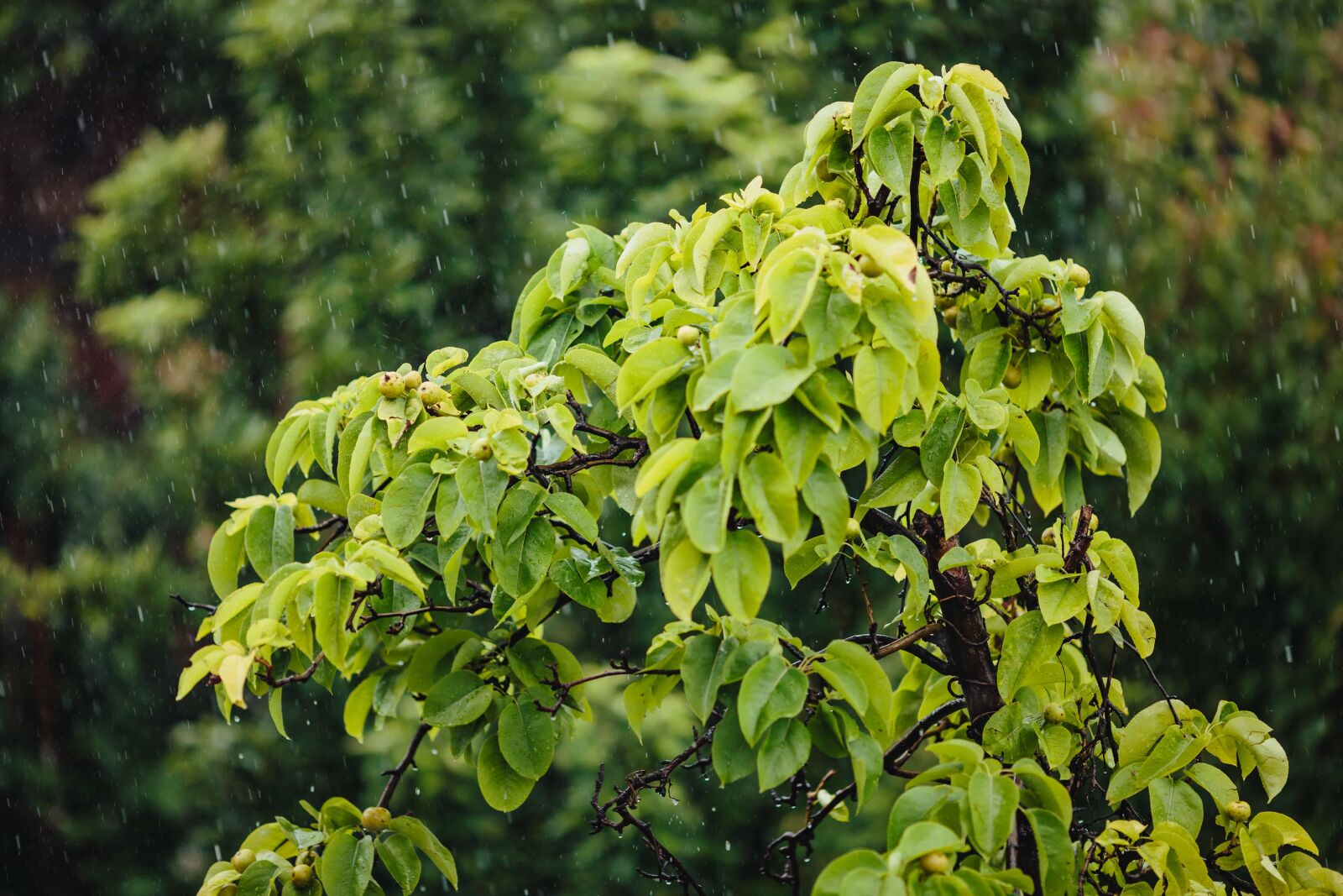 Canon EF 135mm F2L USM sample photo. Rain, raindrop, leaf, tree photography