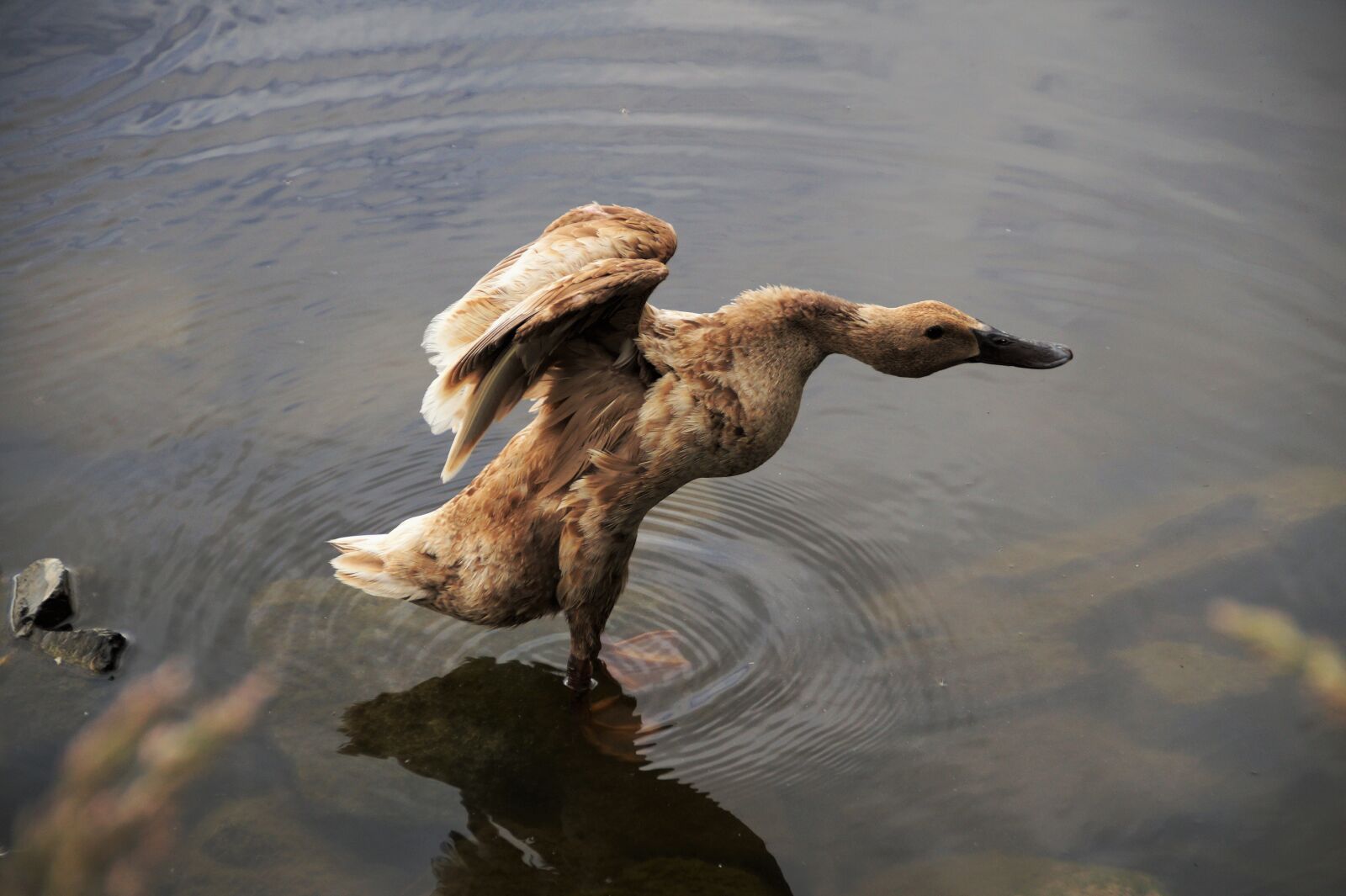 Sony SLT-A58 sample photo. Duck, runner, indian photography