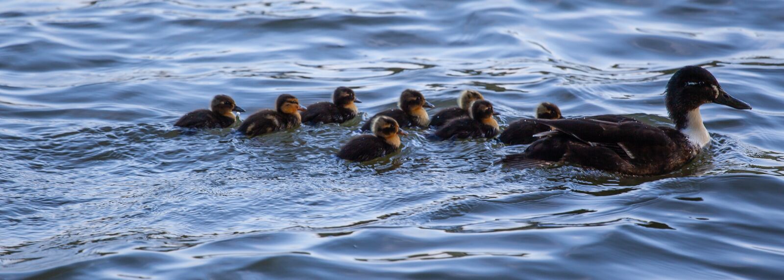 Canon EOS 5D Mark II sample photo. Black duck, ducklings, swimming photography