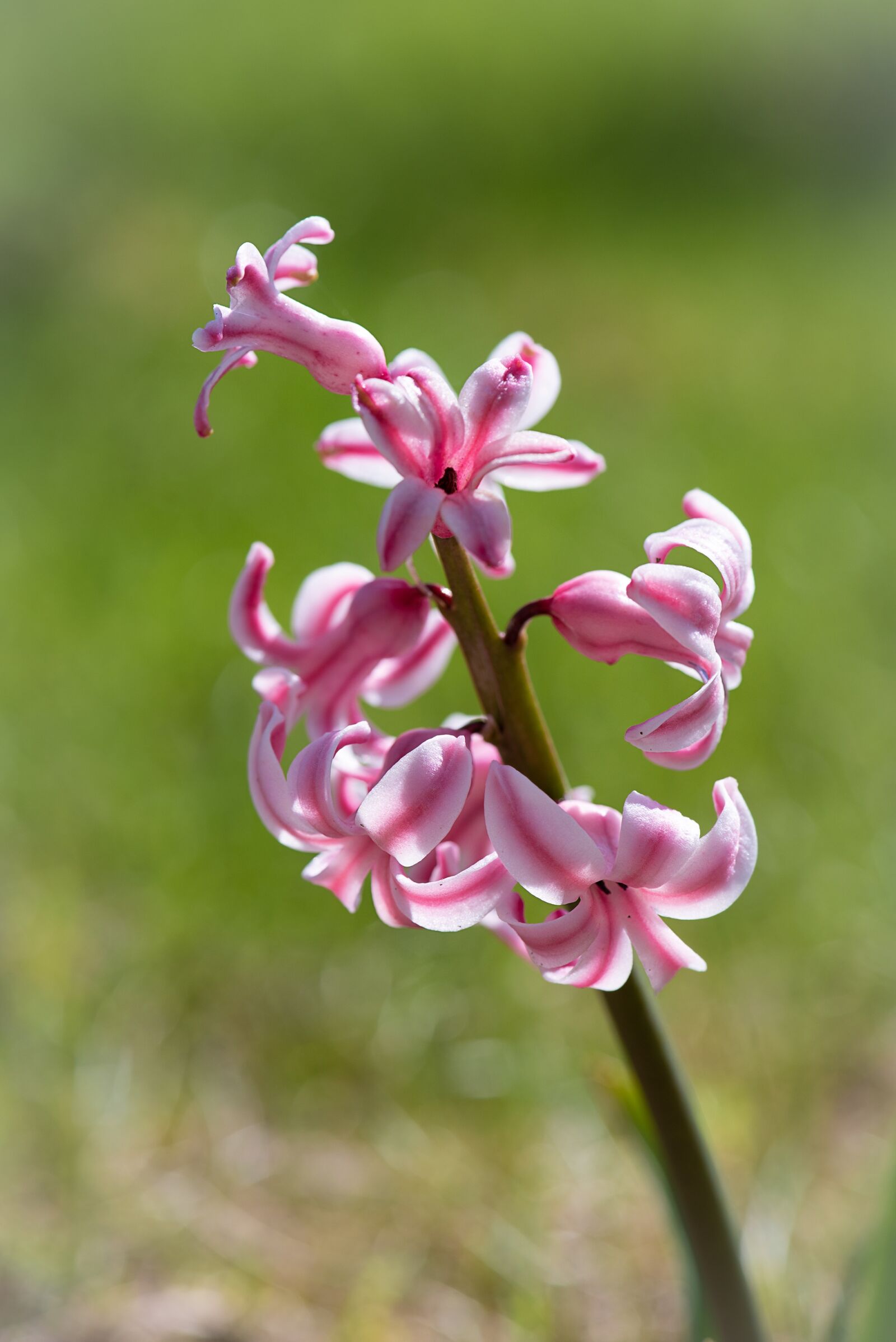 Nikon D750 sample photo. Hyacinth, flower, pink photography