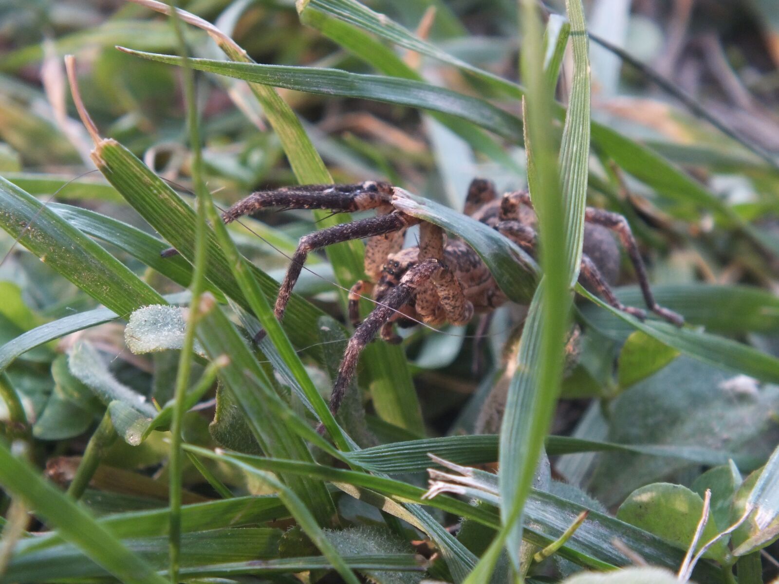 FujiFilm FinePix HS20 EXR (FinePix HS22 EXR) sample photo. Spider, insect, grass photography