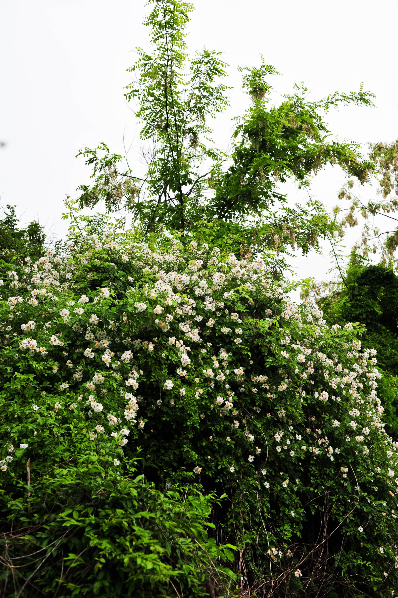 Nikon D700 sample photo. Flower, flowers, spring photography