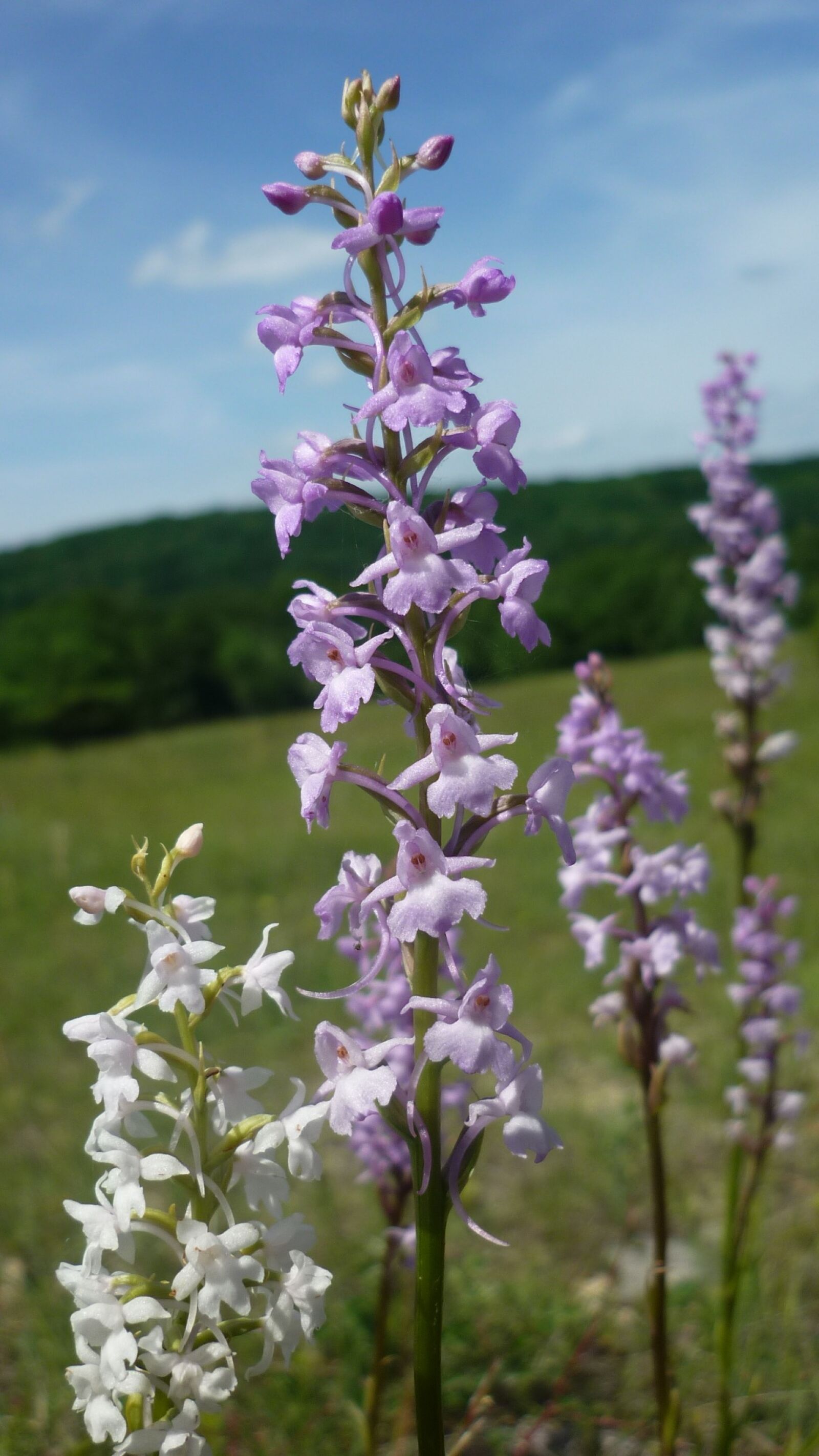 Panasonic Lumix DMC-FS6 sample photo. Mosquito-fragrant orchid, german orchid photography