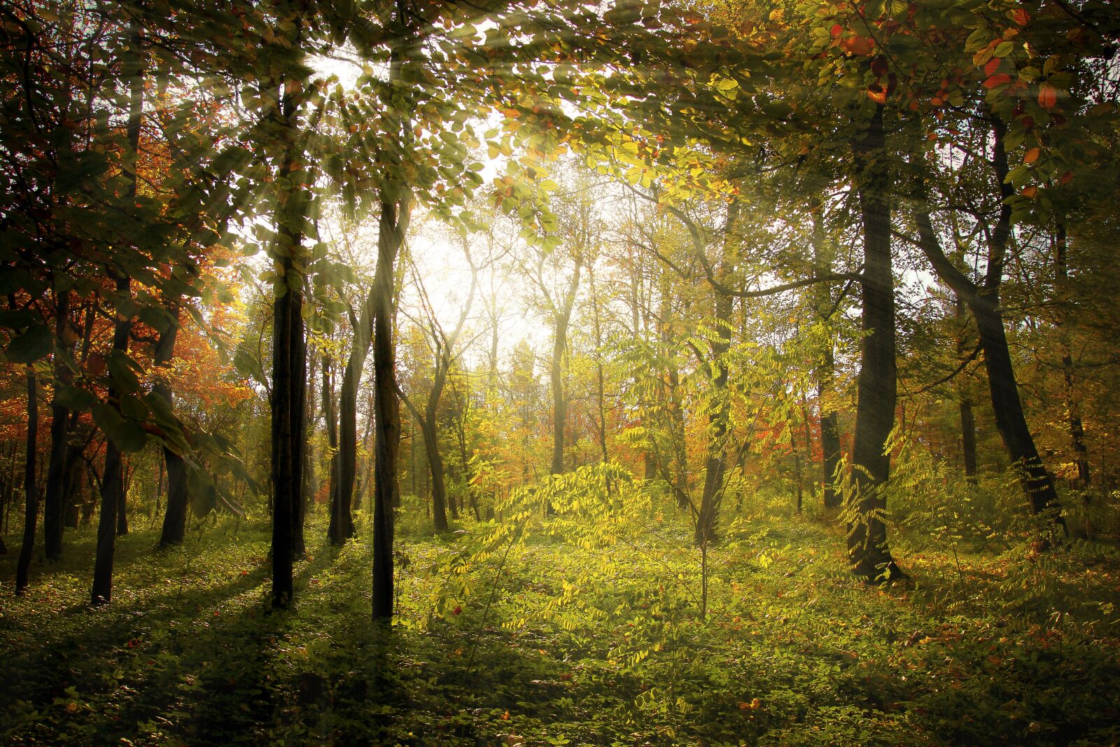 Canon EOS 500D (EOS Rebel T1i / EOS Kiss X3) sample photo. Rays, forest, autumn photography
