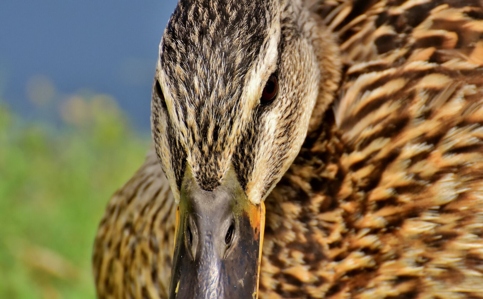 Nikon D7200 sample photo. Mallard, close up, duck photography