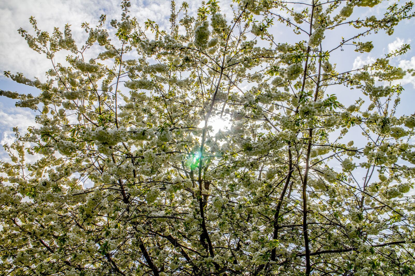 Canon EOS M sample photo. Blossoms, sun, flowers photography