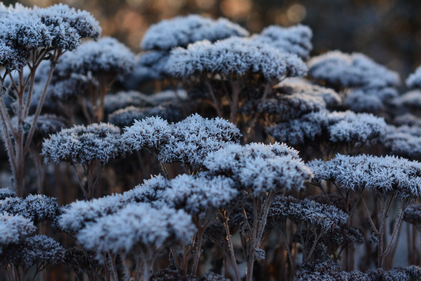 Nikon D7100 sample photo. Nature, winter, landscape photography