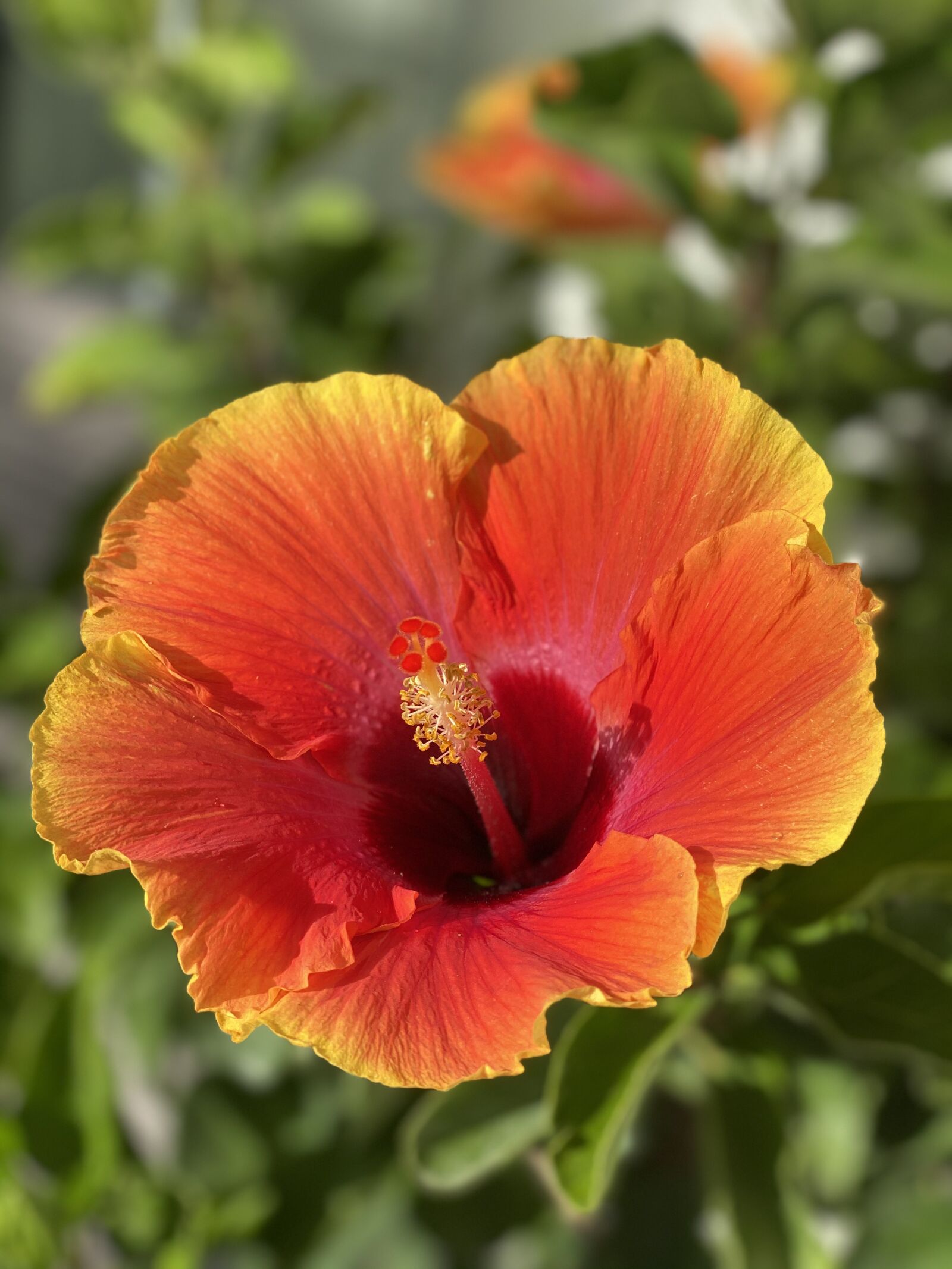 iPhone 11 Pro Max back dual camera 6mm f/2 sample photo. Flower, petals, hibiscus photography