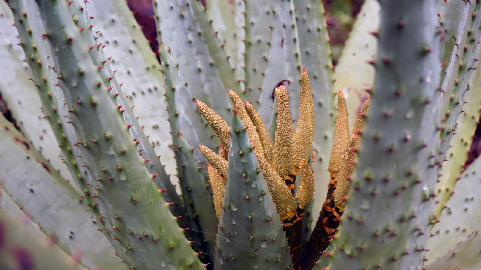 Sony Alpha NEX-5T sample photo. Canary islands, botanical garden photography