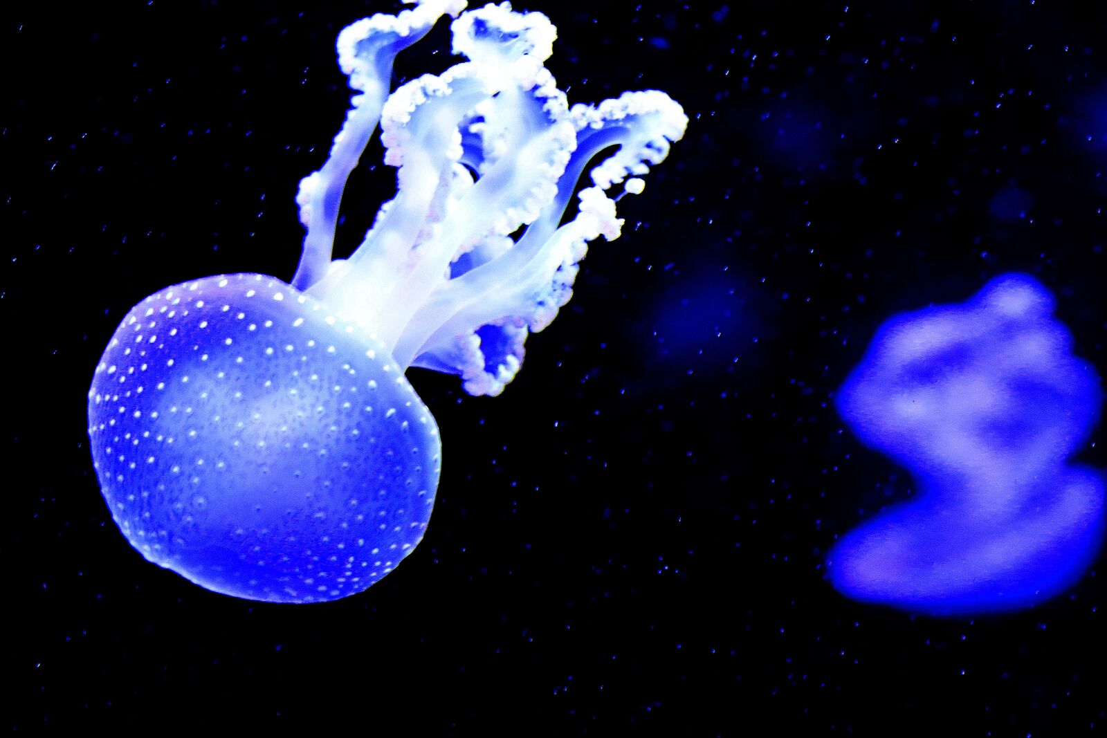 Canon EOS 7D Mark II sample photo. Jellyfish, aquarium, under-water photography
