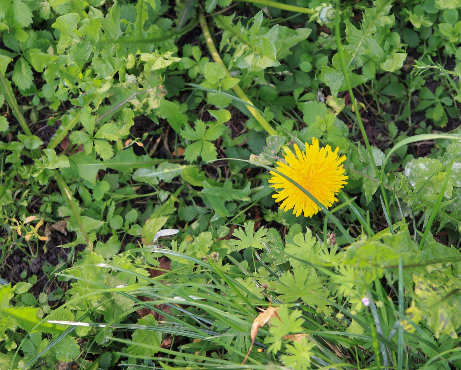 Canon EOS 77D (EOS 9000D / EOS 770D) sample photo. Lawn, grass, sonchus oleraceus photography