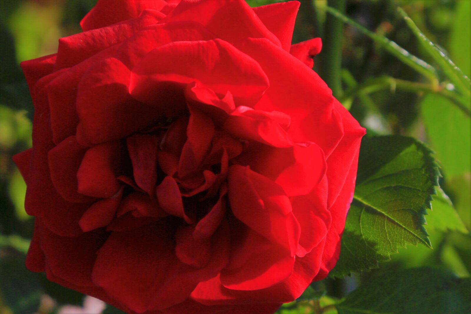 Canon EF 24-105mm F4L IS USM sample photo. Rose, spring, nature photography