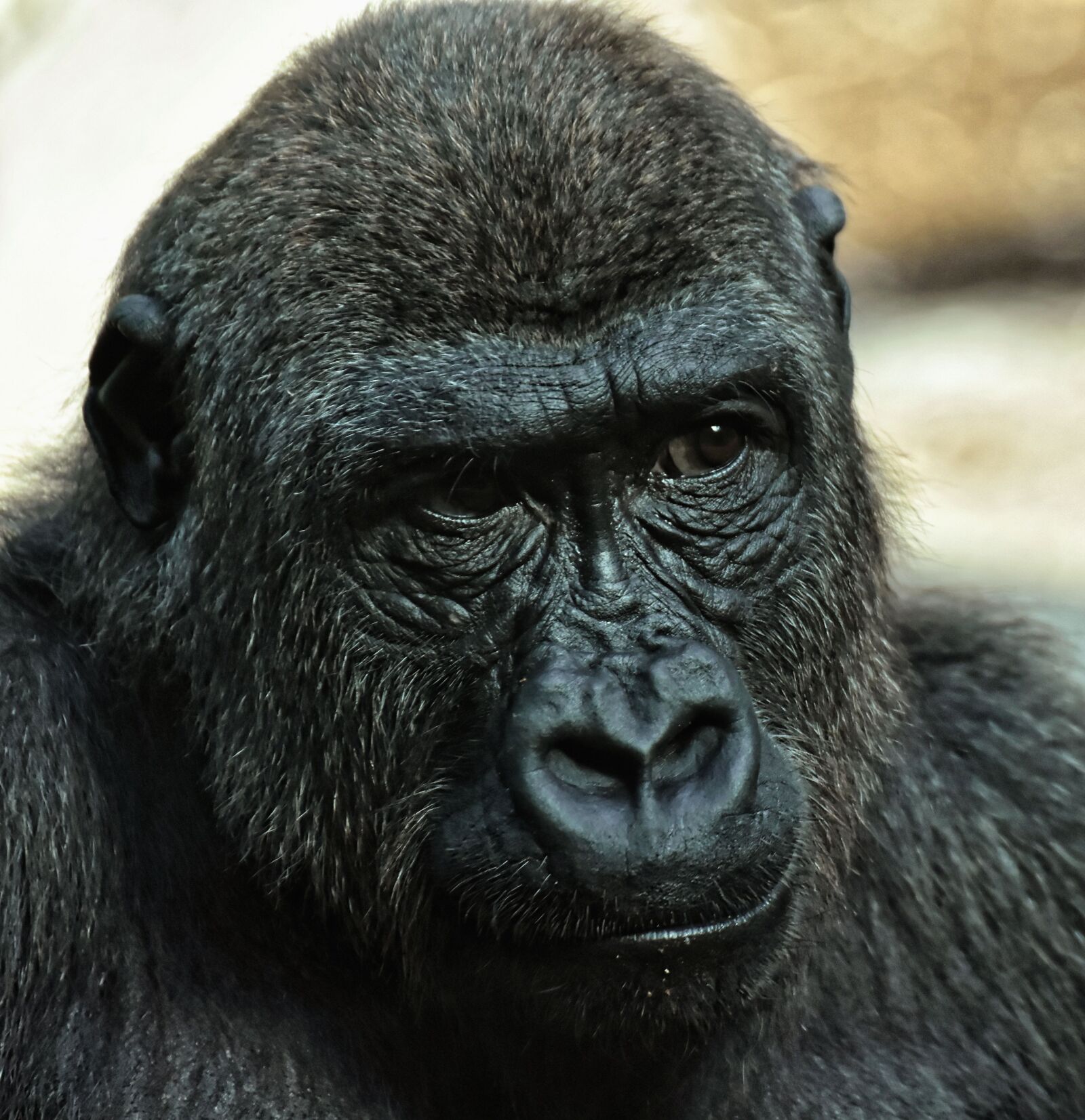 Nikon D7200 sample photo. Gorilla, monkey, animal photography