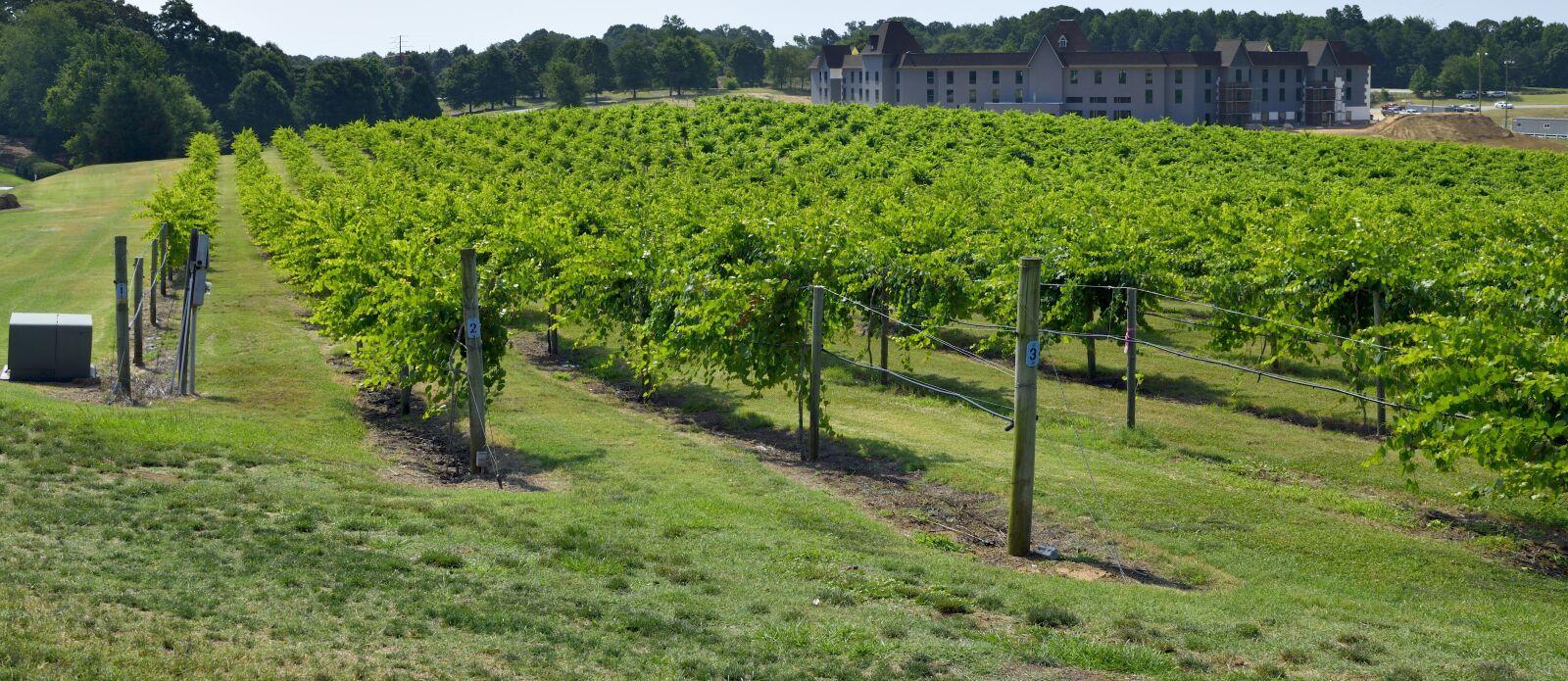 Nikon D3300 sample photo. Vineyard, winery, landscape photography