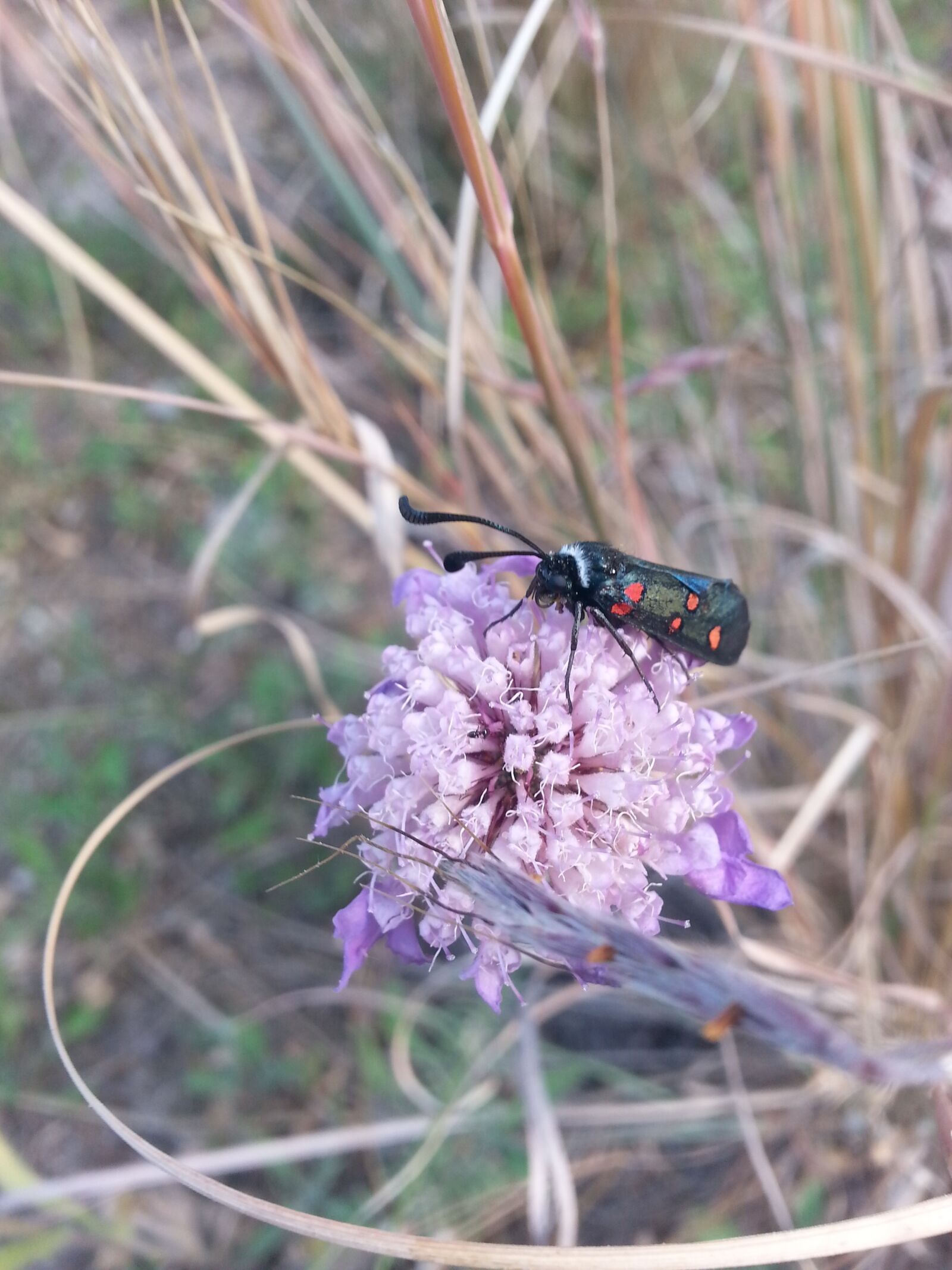 Samsung Galaxy Note2 sample photo. Flower, nature, flowers photography
