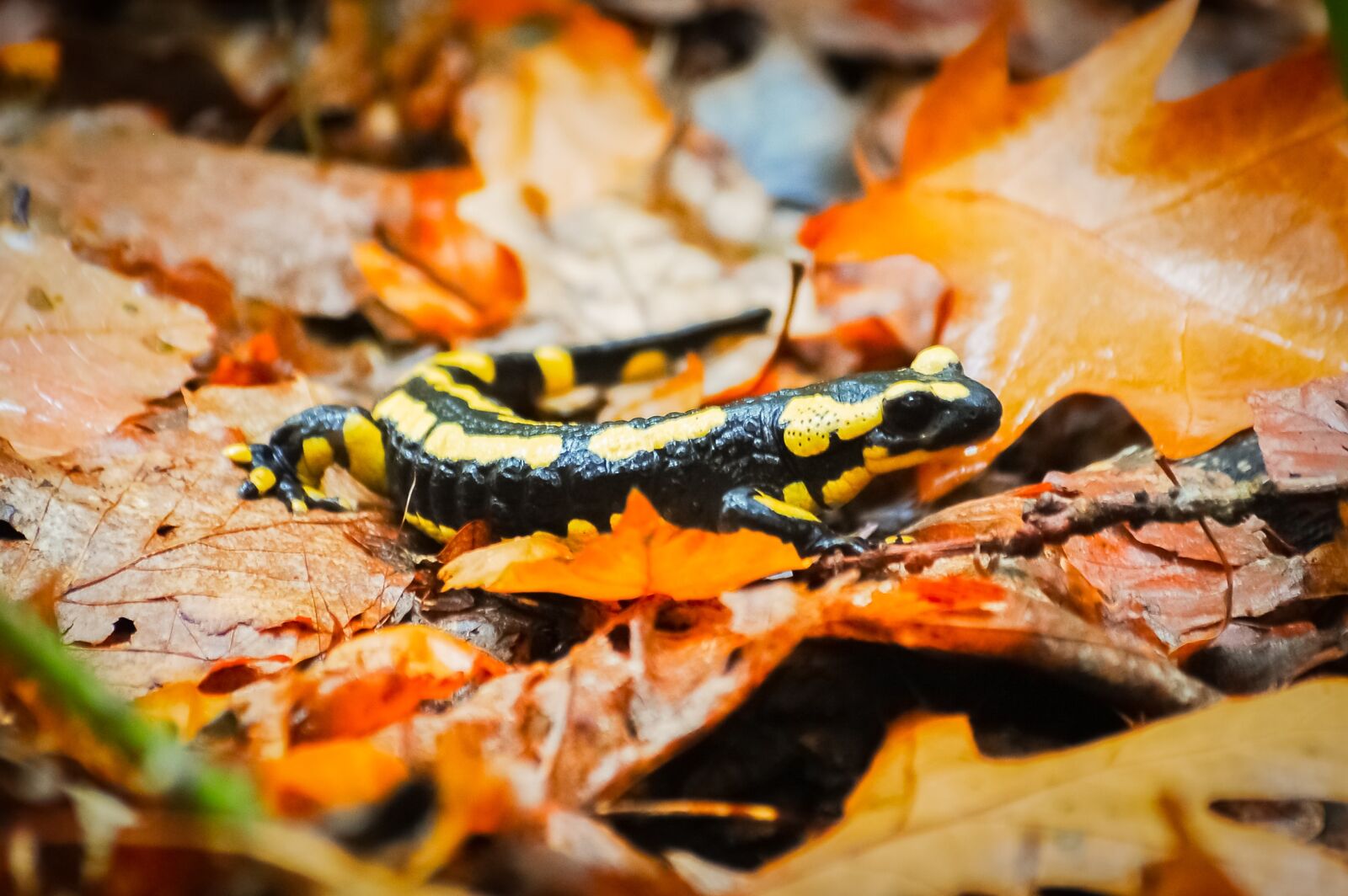 Nikon D40 sample photo. Salamander, forest, leaves photography