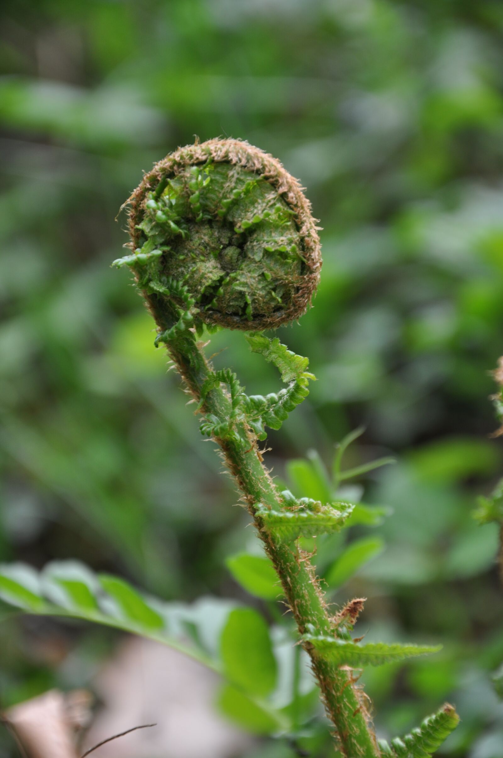 Nikon D90 sample photo. Fern, fern leaf, nature photography