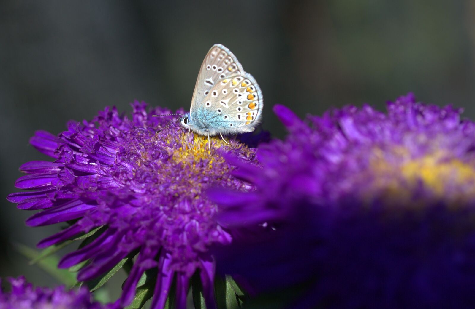 Canon EF-S 60mm F2.8 Macro USM sample photo. Butterfly, blue, flowers photography