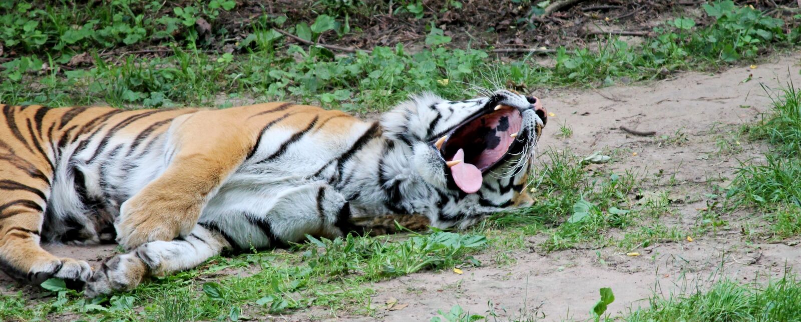 Canon EOS 1100D (EOS Rebel T3 / EOS Kiss X50) sample photo. Tiger, big cat, predator photography