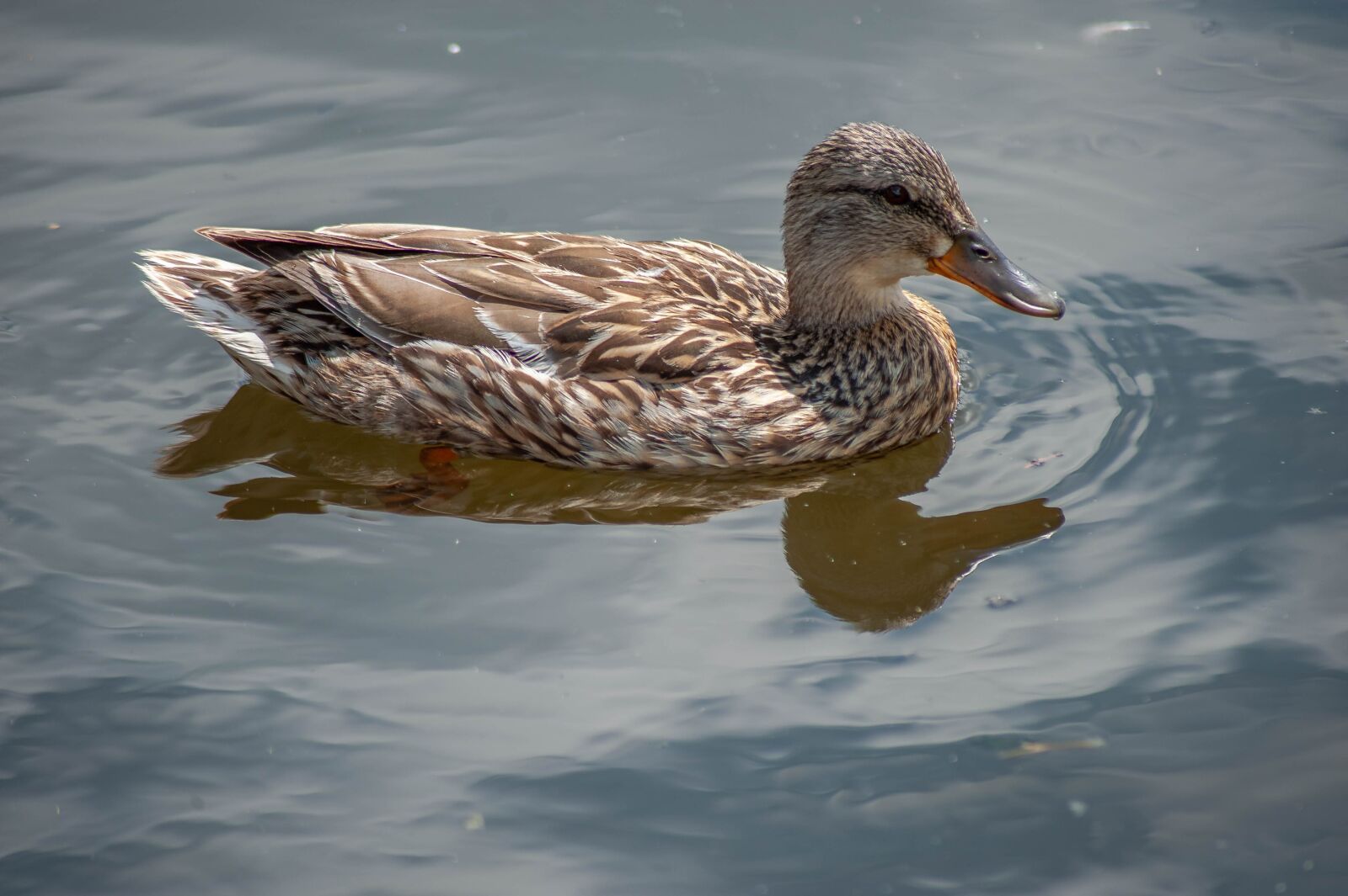 Nikon D700 sample photo. Duck, water, water bird photography
