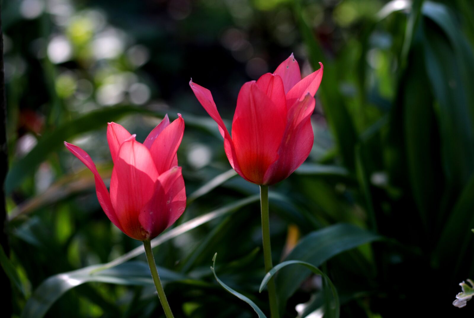 Canon EOS 7D Mark II sample photo. Tulipa greigii toronto, tulip photography