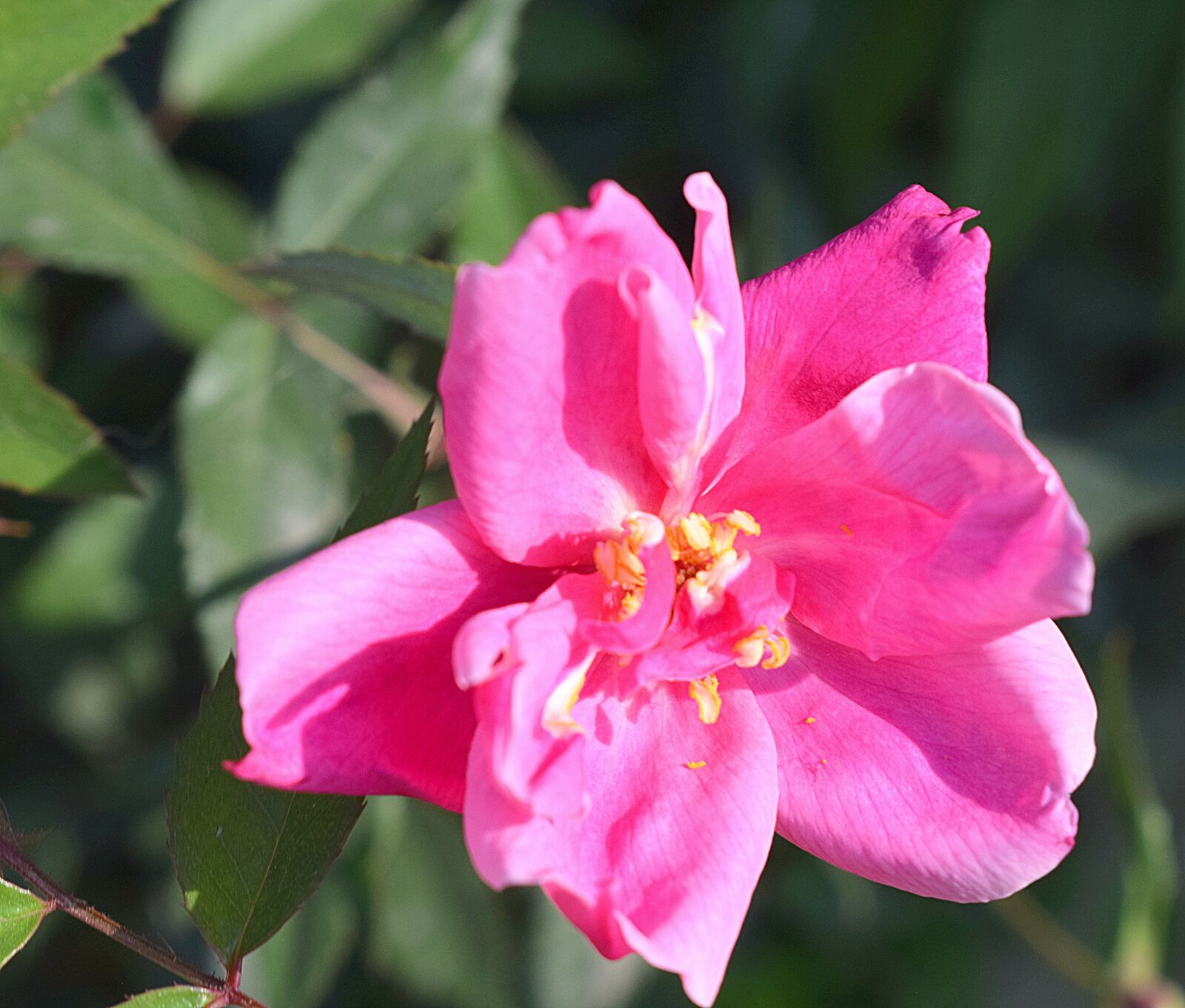 Nikon D3300 sample photo. Rose, flower, nature photography