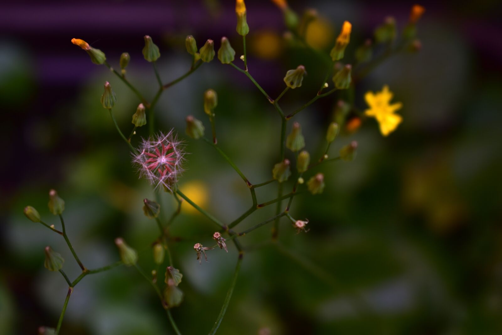 Nikon D5600 sample photo. Flower, yellow, flowers photography