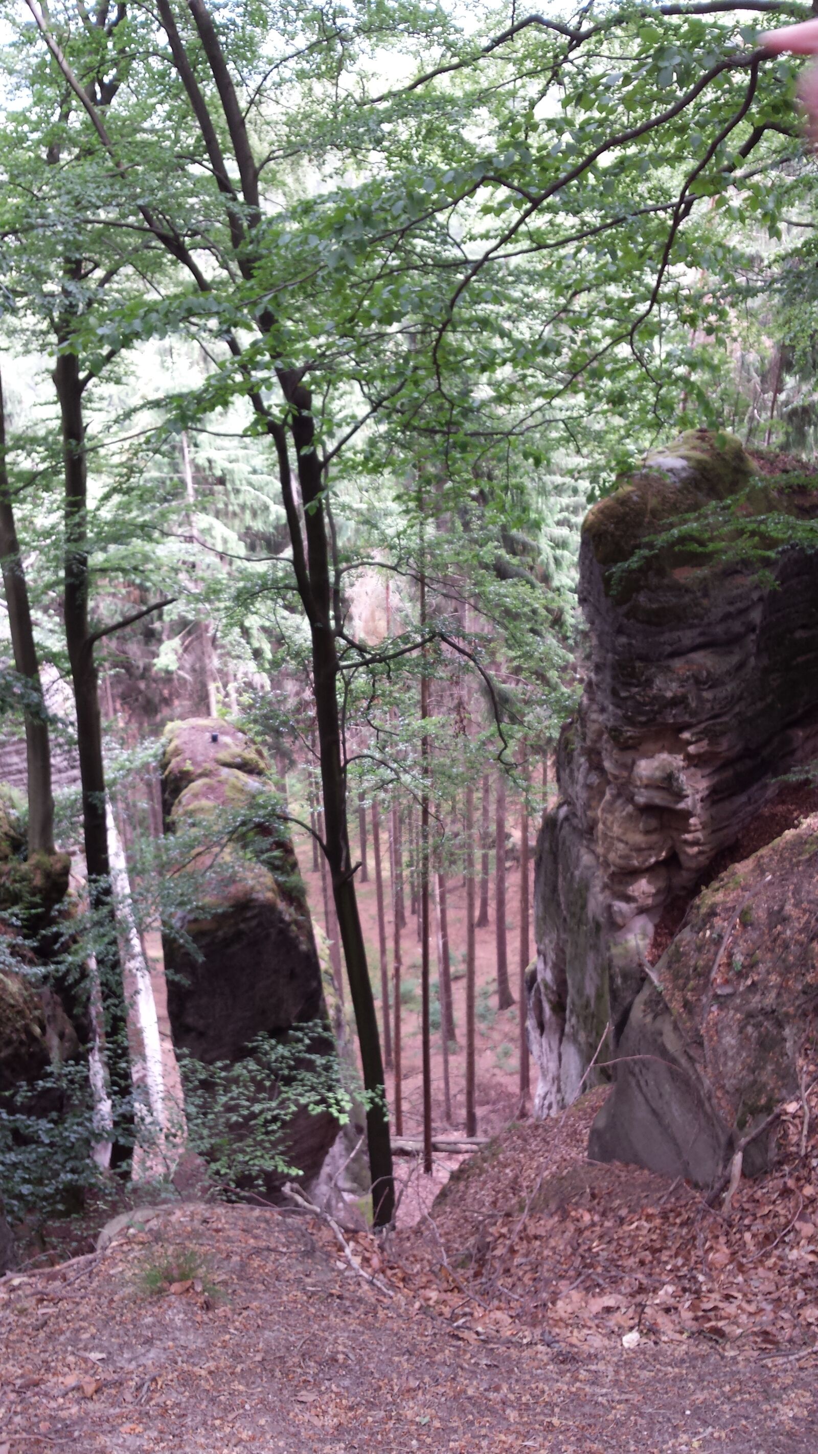 Samsung Galaxy S4 sample photo. Forest, leaves, rock photography