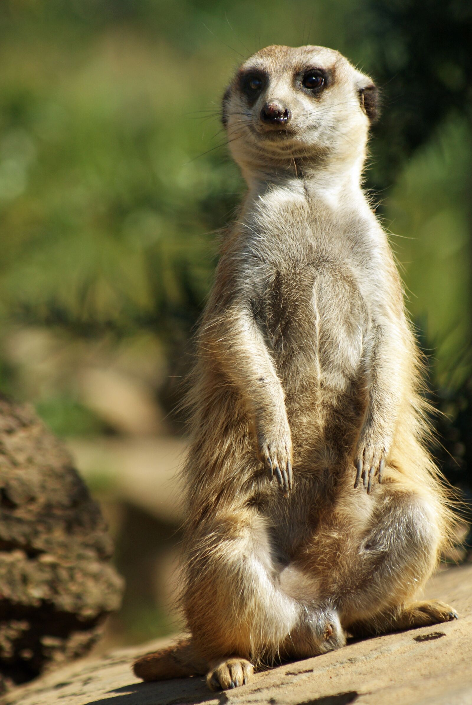 Sony Alpha DSLR-A200 sample photo. Mammal, cute, animal world photography