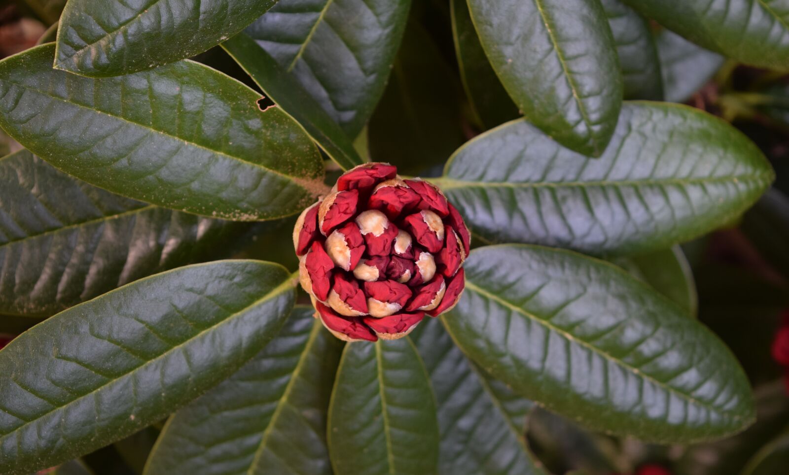Nikon D5300 sample photo. Flower, flowers photography
