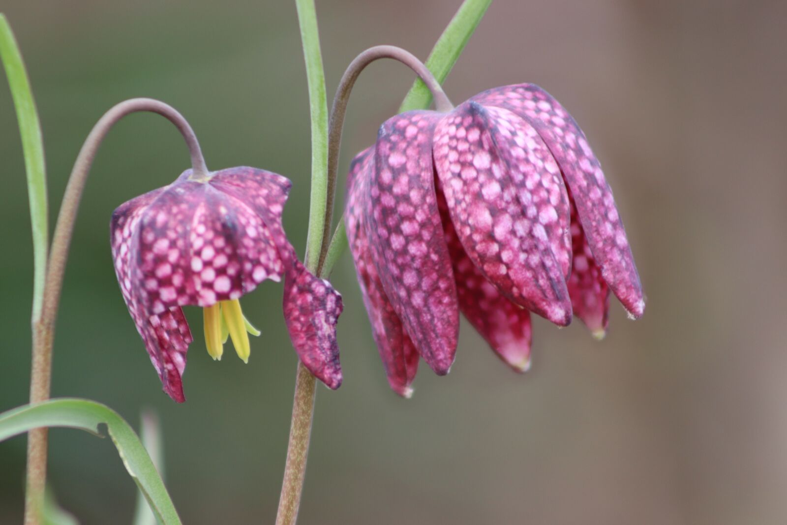 Canon EOS 800D (EOS Rebel T7i / EOS Kiss X9i) sample photo. Chequered, fritillaria meleagris, checkered photography
