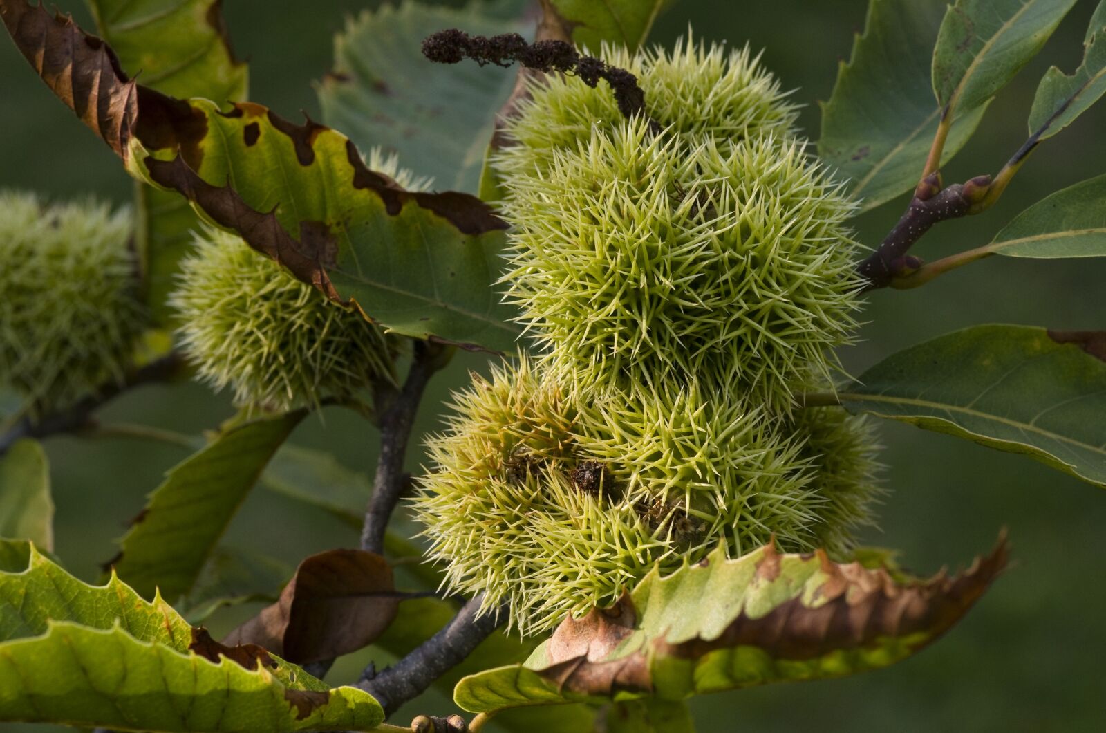 Pentax K-30 sample photo. Maroni, chestnut, prickly photography