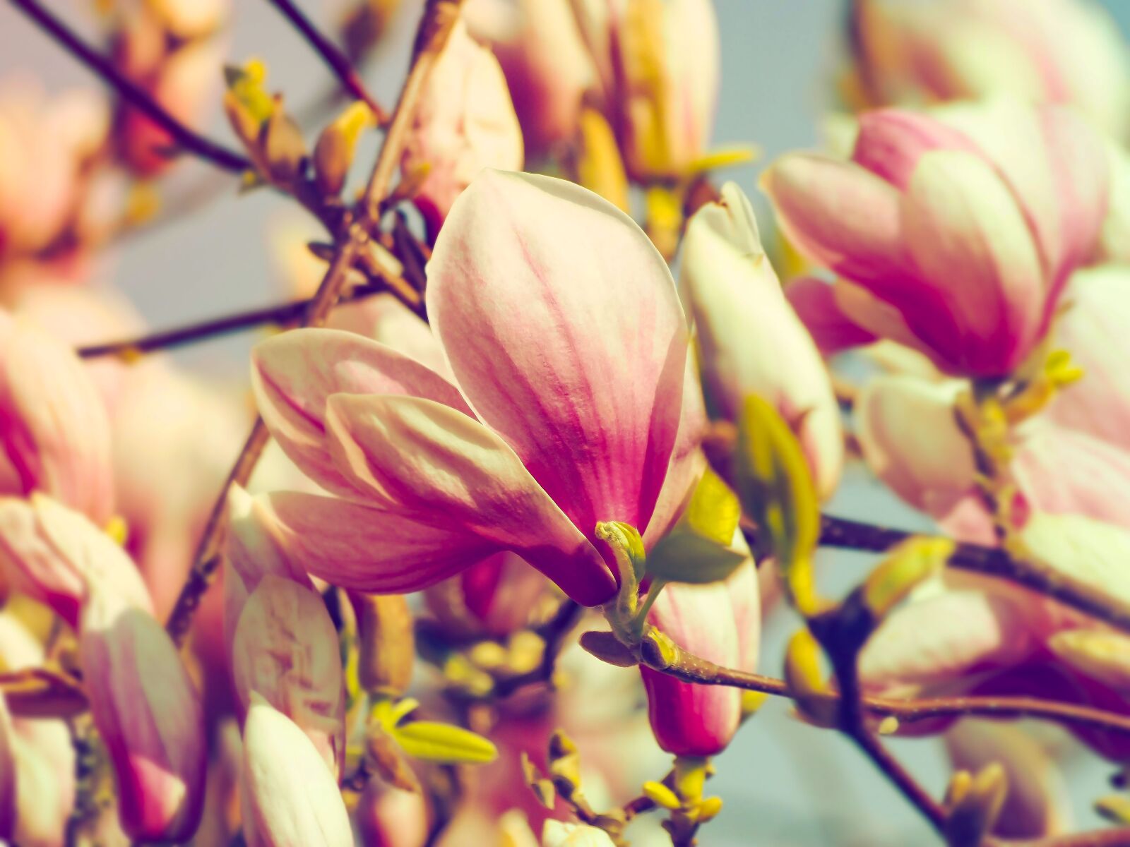 Olympus Zuiko Digital ED 70-300mm F4.0-5.6 sample photo. Magnolias, spring flowers, flowering photography