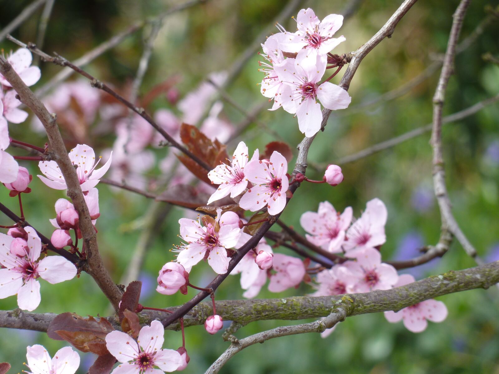 Panasonic Lumix DMC-ZS5 (Lumix DMC-TZ8) sample photo. Japanese cherry trees, pink photography
