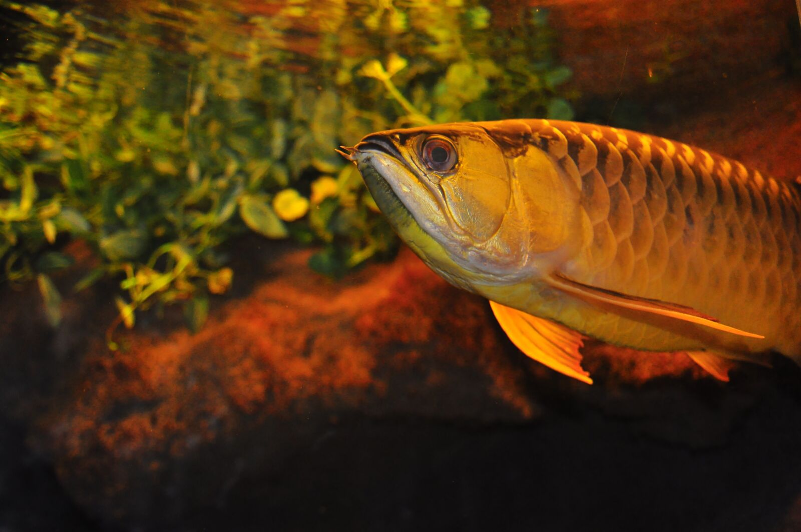 Nikon D90 sample photo. Fish, tank, aqua photography
