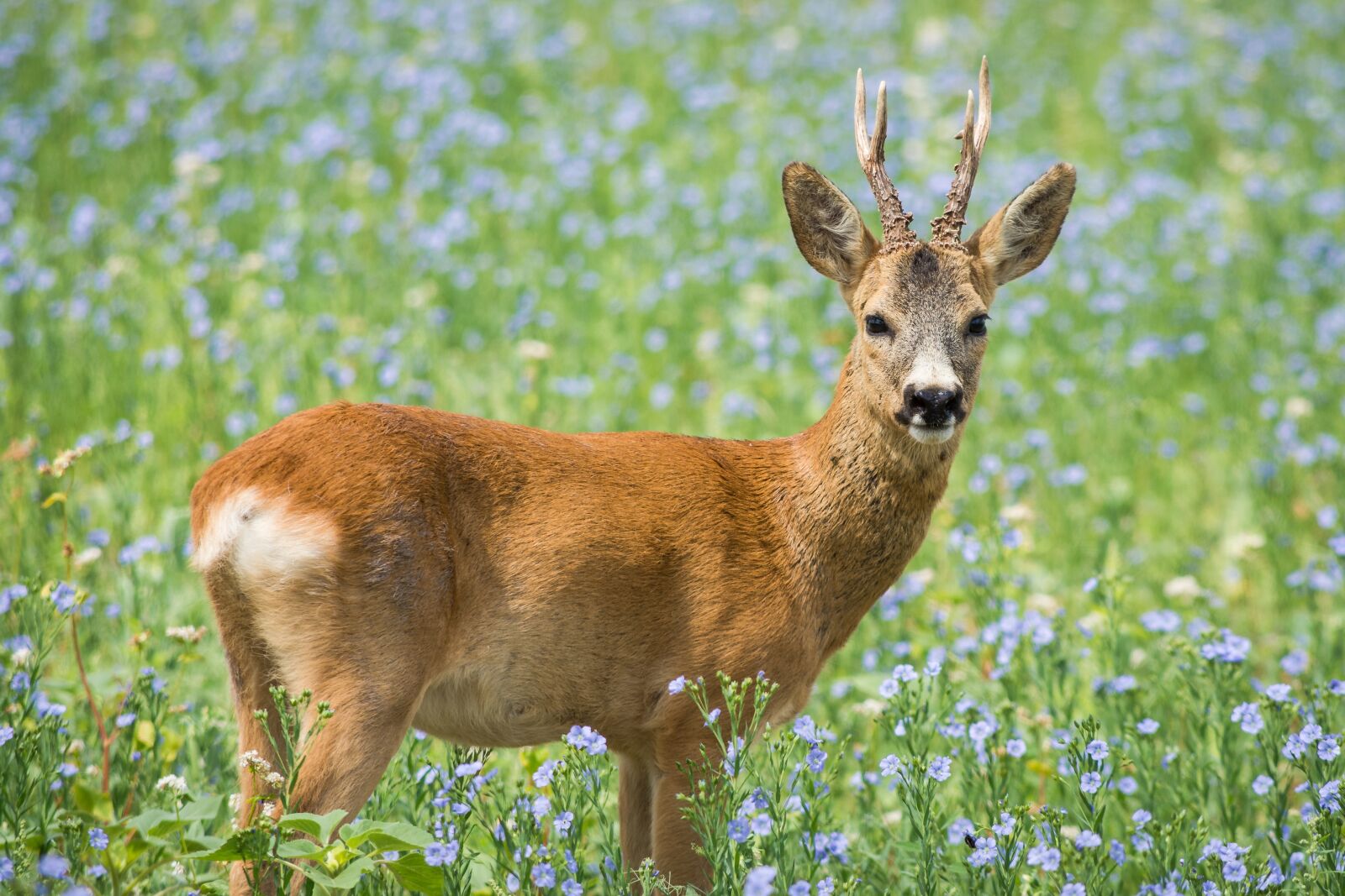 Nikon D7200 sample photo. Roe deer, meadow, wild photography