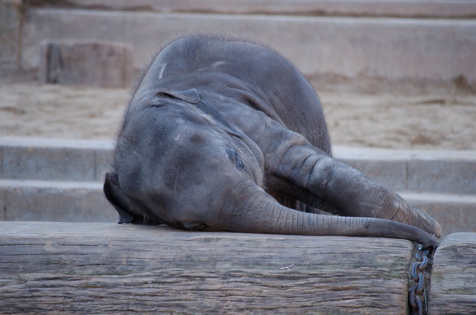 Nikon D5100 sample photo. Elephant, animal, zoo photography