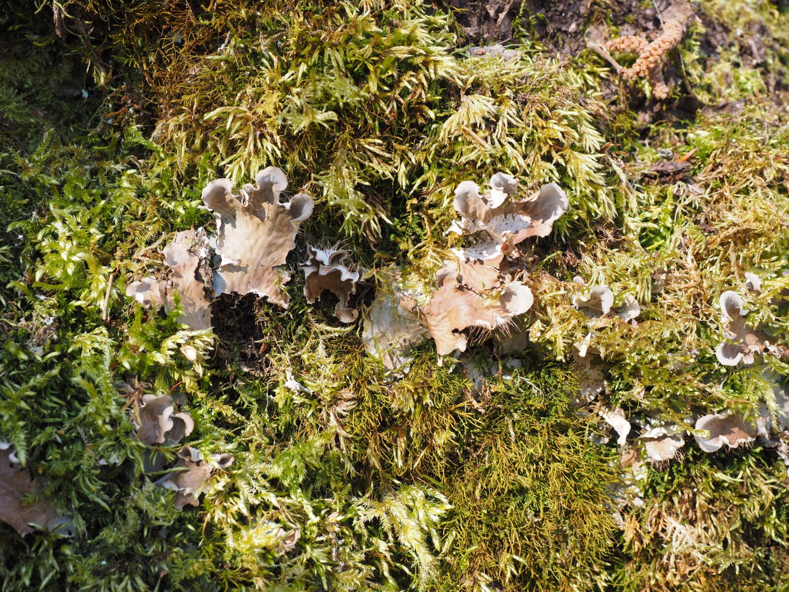 Olympus OM-D E-M1 + Olympus M.Zuiko Digital ED 12-40mm F2.8 Pro sample photo. Mushrooms, moss, curled crater photography