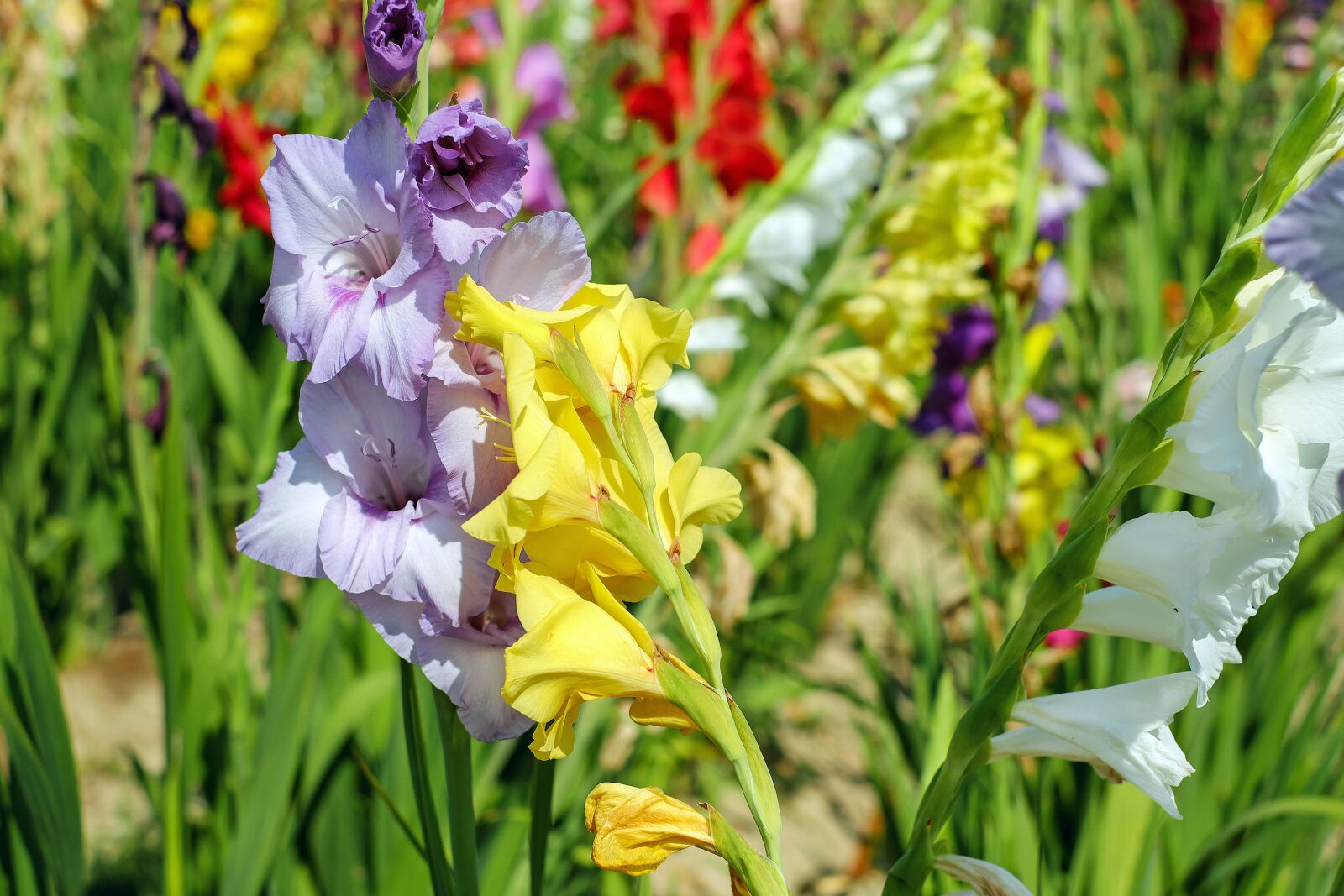 Fujifilm X-T10 + Fujifilm XF 35mm F1.4 R sample photo. Gladiolus, flowers, bloom photography