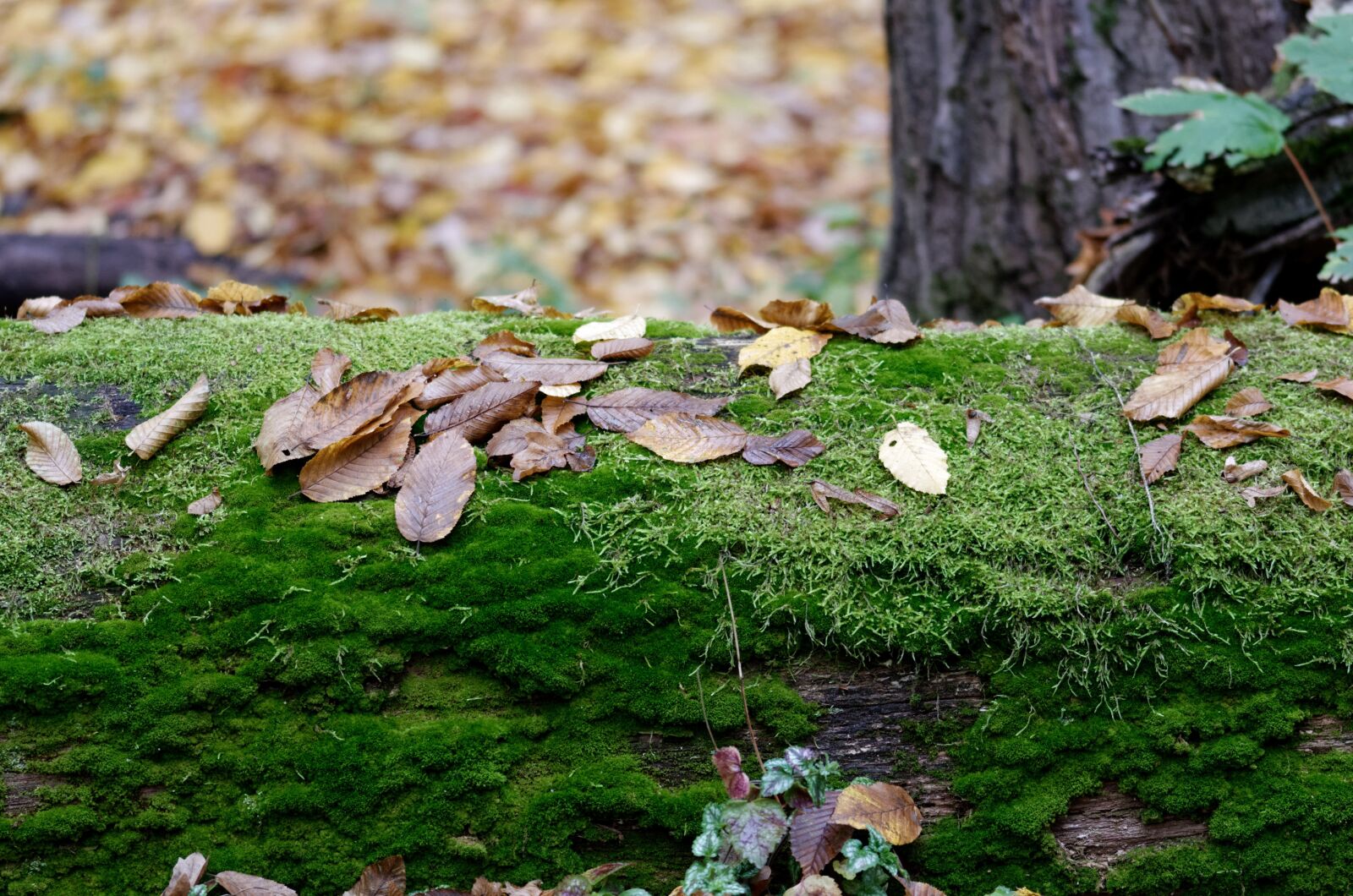 Nikon D5100 sample photo. Landscape, leaves, rust photography