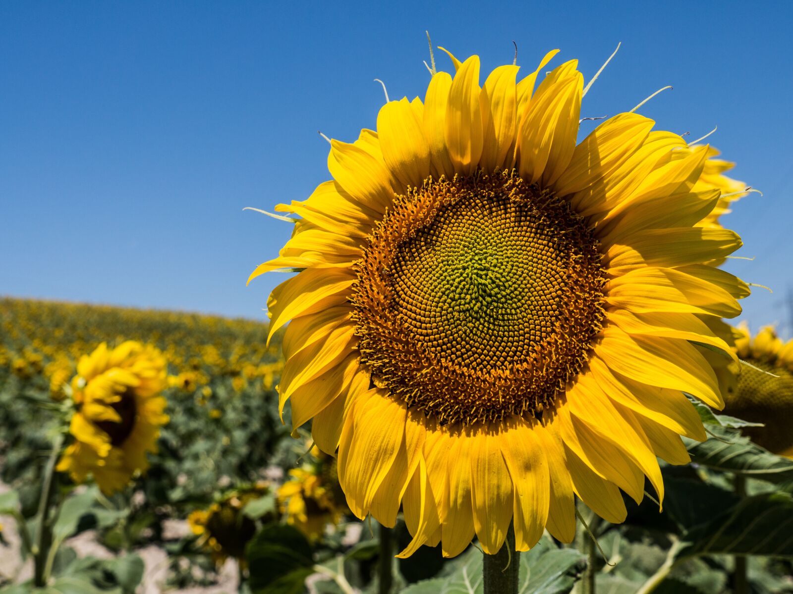 Panasonic Lumix DMC-GH3 + Panasonic Lumix G X Vario 12-35mm F2.8 ASPH Power OIS sample photo. Sunflower, flower, sun photography