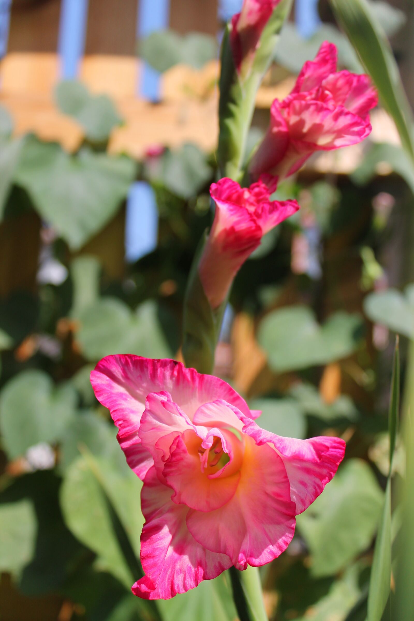 Canon EOS 1100D (EOS Rebel T3 / EOS Kiss X50) sample photo. Pink, flower, beautiful flower photography