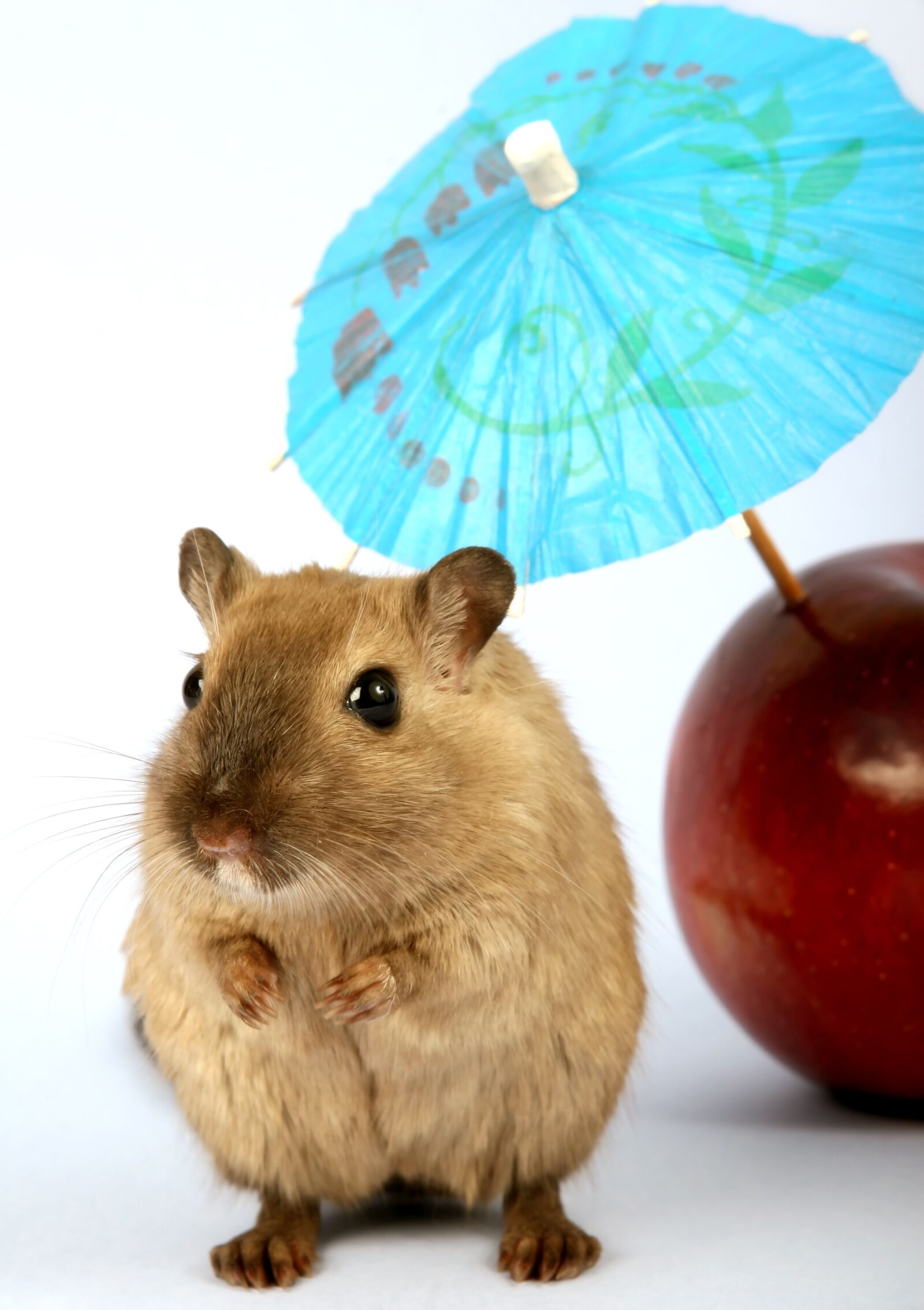 Canon EOS 30D sample photo. Animal, creature, critter photography